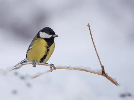 Great Tit ( Parus major )
